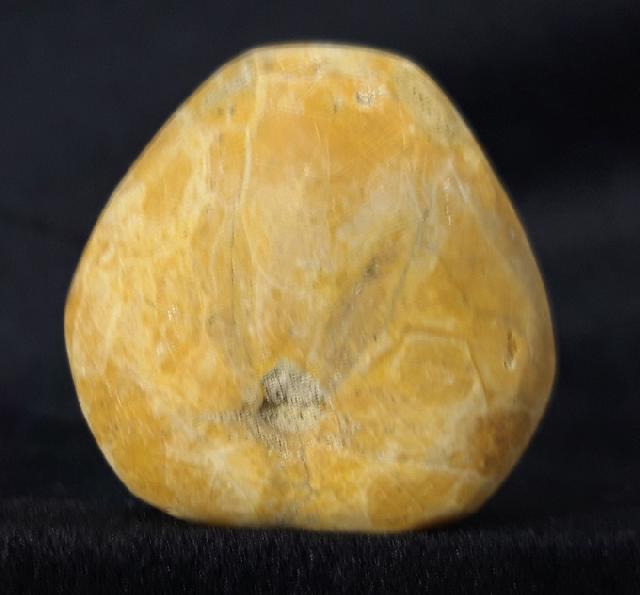 Plesiaster tranghayensis (LAMBERT 1936) - Bild &copy; FossNet FossilienStore